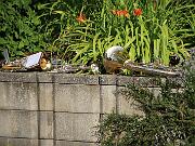 IMG_2506_061217
