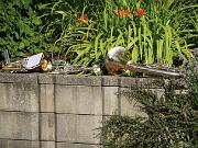 Tagwacht Fronleichnam