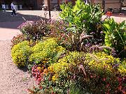 IMG_2609_067102